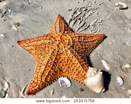 Orange Starfish And Conch Shell On The Sandy Beach