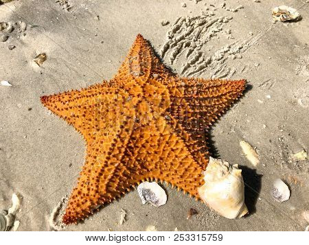 Orange Starfish And Conch Shell On The Sandy Beach