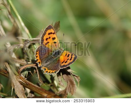 Small Copper Butterfly (lycaena Phlaeas) As Seen In Summer