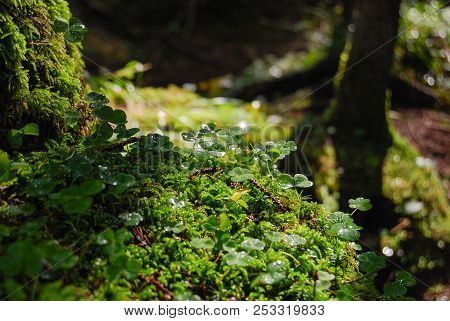 Close-up Of Drops On The Flora Of The Undergrowth After The Rain Illuminated By Sunrays
