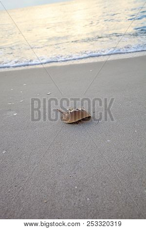 Atlantic Horseshoe Crab Limulus Polyphemus Walks Along The White Sand