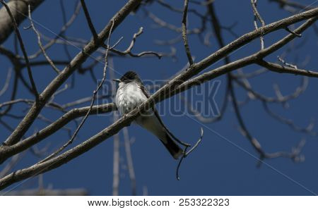 A King Bird Perched In A Tree.