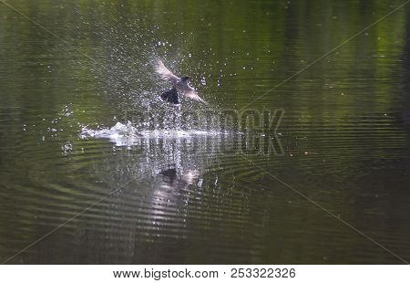 A King Bird Diving Onto A Pond For An Insect.