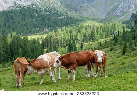 A Group Of Swiss Cows, Grazing In A Meadow In The Itialian Alps, In The Dolomites, On A Summer After
