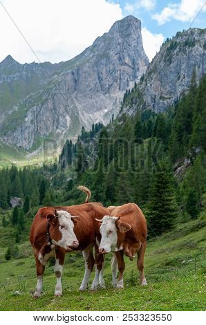 A Group Of Swiss Cows, Grazing In A Meadow In The Itialian Alps, In The Dolomites, On A Summer After