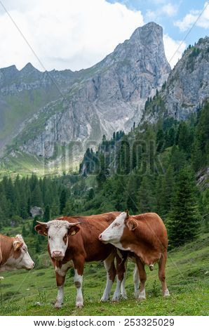 A Group Of Swiss Cows, Grazing In A Meadow In The Itialian Alps, In The Dolomites, On A Summer After