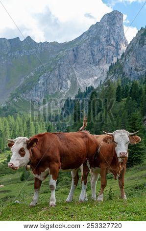 A Group Of Swiss Cows, Grazing In A Meadow In The Itialian Alps, In The Dolomites, On A Summer After