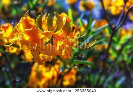 Colorful Floral Background Of Flowers. Flowering Bushes.