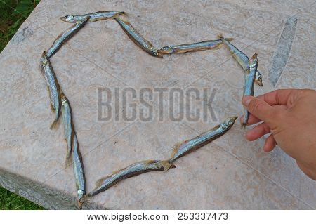 The Hand Takes The Fish. Heart Of Food. Heart Of Capelin Fish. Creation.