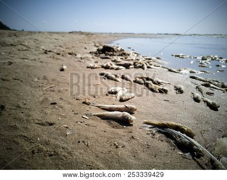 A Lot Of Dead Fish On The Sand Beach Of Lake Peipus, Estonia.  Small Fish, Close-up Shot In The Sunn