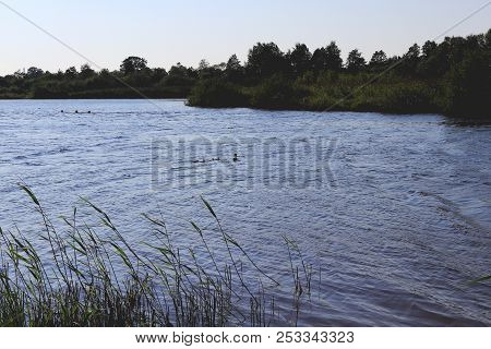 Pond With Sane And Forest On Background. Summer Outdoor Picnic Shoreline.