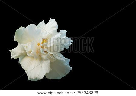 White Cotton Rose Isolated On Black Background. Confederate Rose (hibiscus Mutabilis L)