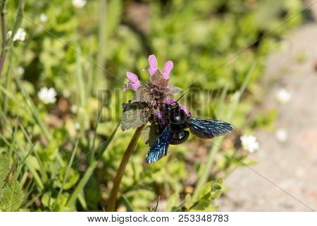 Bee Sitting On The Heal-all Flower Gather Pollen. Heal-all Is A Common Name For The Plant Prunella V