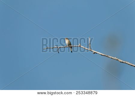 The Common Chiffchaff (phylloscopus Collybita), Is A Common And Widespread Leaf Warbler Which Breeds