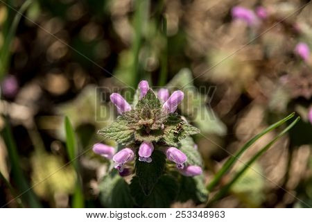 Ant Sitting On The Heal-all Flower. Heal-all Is A Common Name For The Plant Prunella Vulgaris