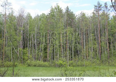 Trees In The Summer Russian Forest. Swamp