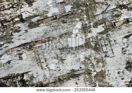Natural Background Of Birch Bark Close-up; Bacdrop For Your Text Or Picture