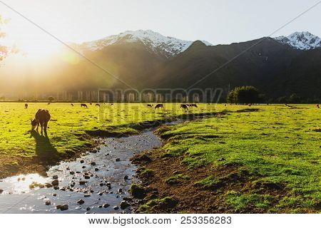 Argentine Chilean Patagonian Landscape With Freely Grazing Cows Near A River. Group Of Cows In Sunse
