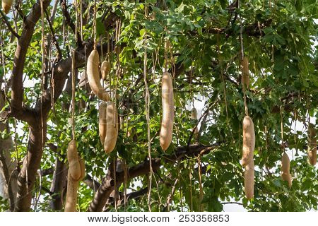 Kigelia Africana, Sausage Tree With Ripening Fruits