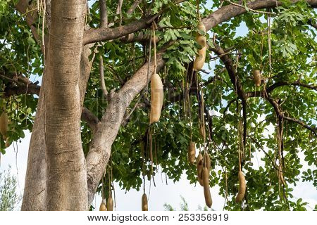 Kigelia Africana, Sausage Tree With Ripening Fruits