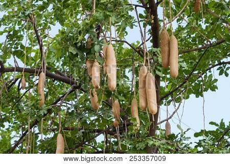 Kigelia Africana, Sausage Tree With Ripening Fruits