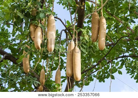Kigelia Africana, Sausage Tree With Ripening Fruits