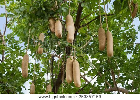 Kigelia Africana, Sausage Tree With Ripening Fruits