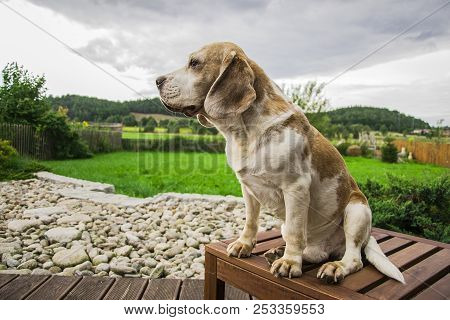 Sad Dog Looks Ahead. With Nature Colors As A Background