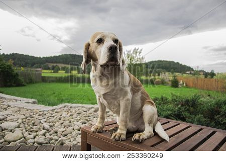 The Dog Looks In Front And Sad