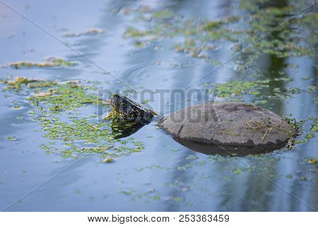 European Pond Turtle Or Emys Orbicularis In Water.