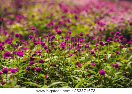 Gomphrena Globosa Or Fireworks Flower Is A Beautiful Pink Small Flower In Garden