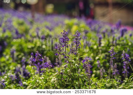 Lavender Flowers At Sunlight In A Soft Focus, Pastel Colors And Blur Background