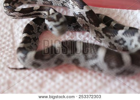 Corn Snake In Front Of A White Background