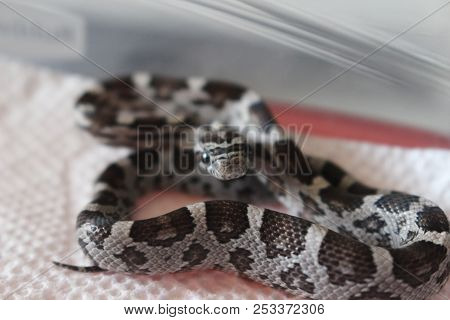 Corn Snake In Front Of A White Background