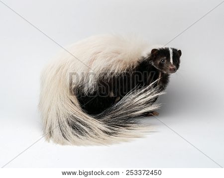 Striped Skunk - Mephitis Mephitis In Front Of A White Background