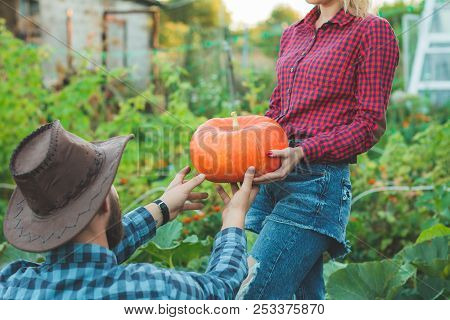 Family Picking Pumpkins At U-pick Farm. Choose A Pumpkin For Halloween In The Garden. Guy With A Gir