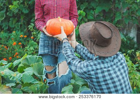 Family Picking Pumpkins At U-pick Farm. Choose A Pumpkin For Halloween In The Garden. Guy With A Gir