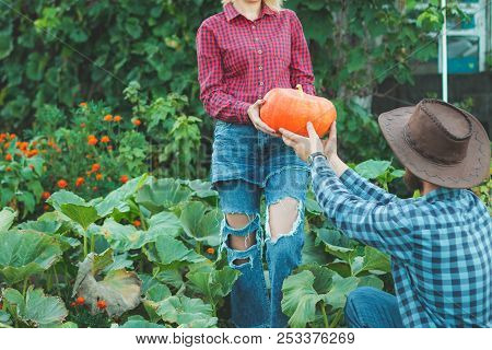 Family Picking Pumpkins At U-pick Farm. Choose A Pumpkin For Halloween In The Garden. Guy With A Gir