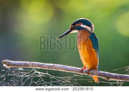 Common European Kingfisher Or Alcedo Atthis Sits On A Stick Above The River And Hunting For Fish. Th