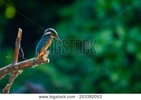 Common European Kingfisher Or Alcedo Atthis Sits On A Stick Above The River And Hunting For Fish. Th