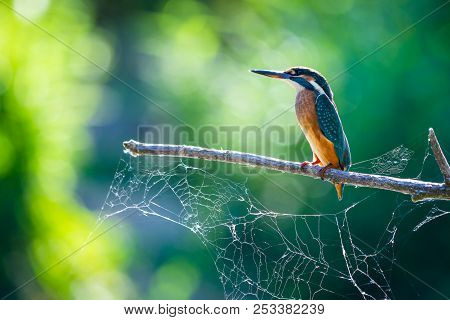 Common European Kingfisher Or Alcedo Atthis Sits On A Stick Above The River And Hunting For Fish. Th