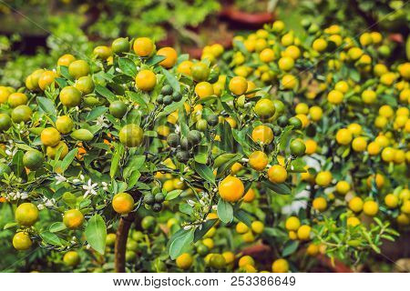 Close Up Vibrant Orange Citrus Fruits On A Kumquat Tree In Honor Of The Vietnamese New Year. Lunar N