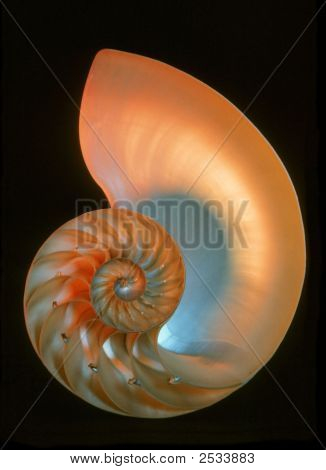 นอทิลุส