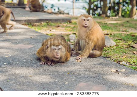A Macaca Monkey, Khao Toh Sae Viewpoint On The Highest Hill In Phuket, Thailand