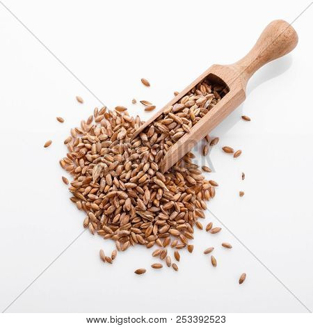 Spelt Seeds On A White Acrylic Background