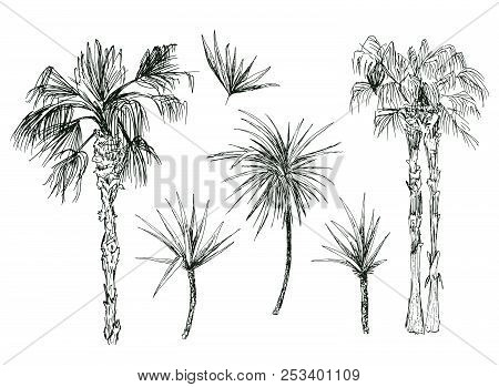 Set Of Isolated Coconut Or Queen Palm Trees With Leaves. Beach And Rainforest, Desert Coco Flora. Fo