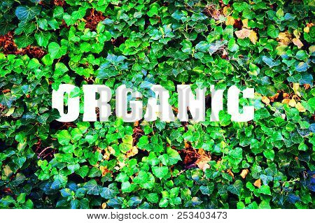 Organic, Inscription Against The Background Of Green Leaves. Natural Product.