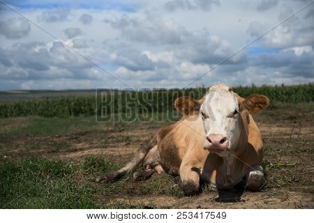 Cow On A Spring Farm Pasture. Very Funny Dairy Cow Lies On The Grass And Looks At The Camera.
