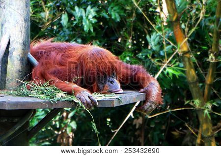 The Orangutans Are Three Extant Species Of Great Apes Native To Indonesia And Malaysia.