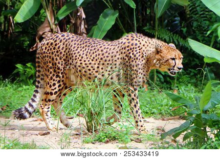 Cheetah ( Acinonyx Jubatus) Is A Large Cat Of The Subfamily Felinae.
